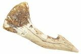 Fossil Sawfish (Onchopristis) Rostral Barb - Morocco #356420-1